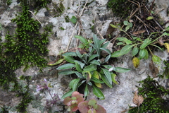 Jurinea bellidioides