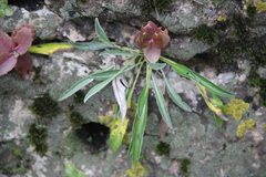 Jurinea bellidioides