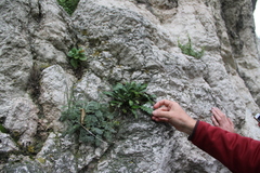 Jurinea bellidioides