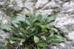 Jurinea bellidioides