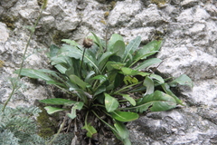 Jurinea bellidioides