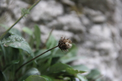 Jurinea bellidioides