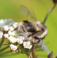 Bombus sitkensis