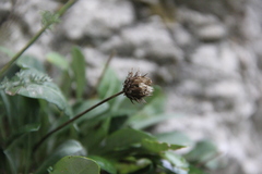 Jurinea bellidioides