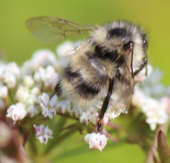 Bombus sitkensis
