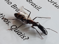 Camponotus mirabilis