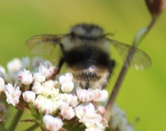 Bombus sitkensis
