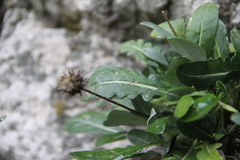 Jurinea bellidioides