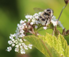 Bombus sitkensis