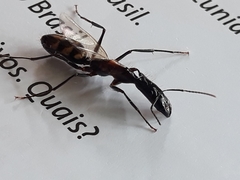 Camponotus mirabilis