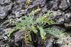 Jurinea brachypappa