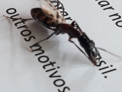 Camponotus mirabilis