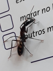 Camponotus mirabilis