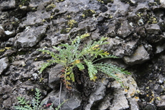 Jurinea brachypappa