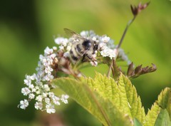 Bombus sitkensis