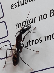 Camponotus mirabilis