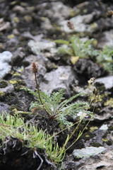 Jurinea brachypappa