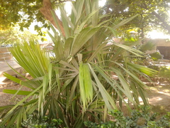 Sabal mauritiiformis