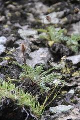 Jurinea brachypappa