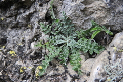 Jurinea brachypappa