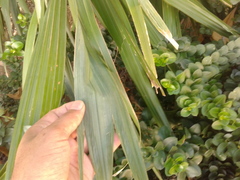 Sabal mauritiiformis