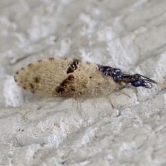 Sympherobius barberi