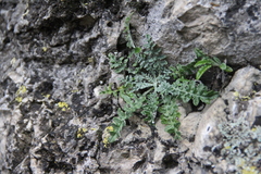 Jurinea brachypappa
