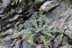 Jurinea brachypappa