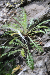 Jurinea brachypappa