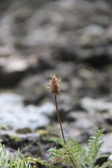 Jurinea brachypappa