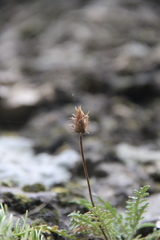 Jurinea brachypappa