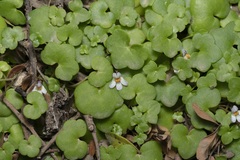 Cymbalaria longipes