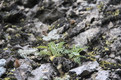 Jurinea brachypappa