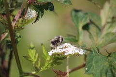 Bombus sitkensis