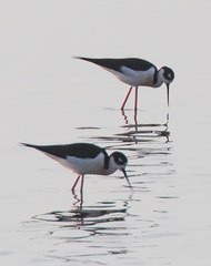 Himantopus mexicanus