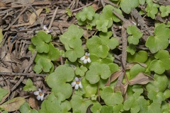 Cymbalaria longipes