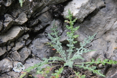 Jurinea brachypappa