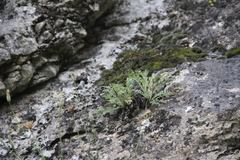 Jurinea brachypappa