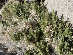 Ambrosia ilicifolia