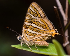 Cigaritis vulcanus vulcanus