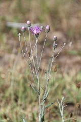 Jurinea ciscaucasica