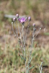 Jurinea ciscaucasica