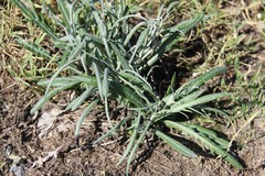 Jurinea ciscaucasica
