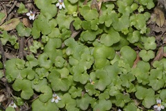 Cymbalaria longipes