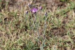 Jurinea ciscaucasica