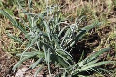 Jurinea ciscaucasica