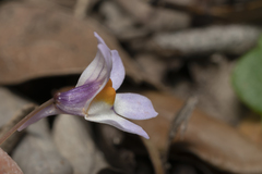 Cymbalaria longipes