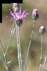 Jurinea ciscaucasica