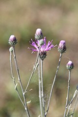 Jurinea ciscaucasica