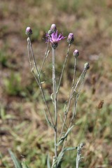 Jurinea ciscaucasica